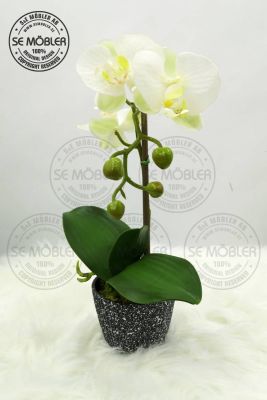 Isa Orchid