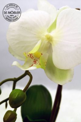 Isa Orchid